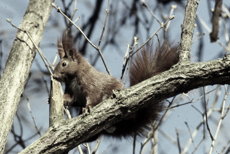 Jagdurlaub in Mecklenburg - Jagd Jagen Wald Wildtiere Mecklenburg